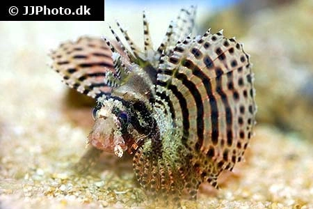 Dværg dragefisk (Dendrochirus brachypterus)